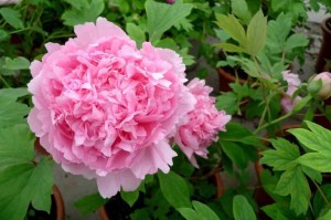 牡丹花,牡丹花图片