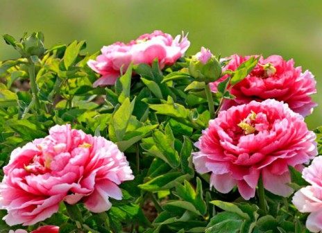 牡丹花,牡丹花图片