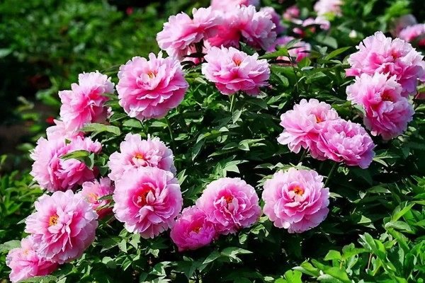 牡丹花,牡丹花图片