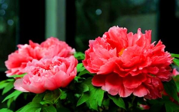 牡丹花,牡丹花图片