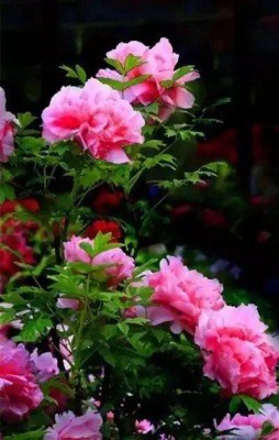 牡丹花,牡丹花图片