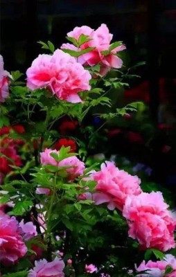 牡丹花,牡丹花图片