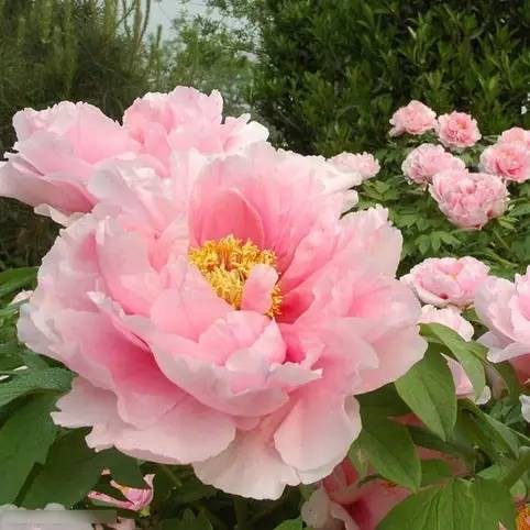 牡丹花,牡丹花图片