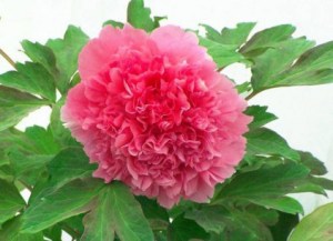牡丹花,牡丹花图片
