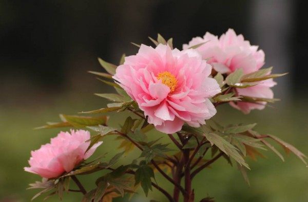 牡丹花,牡丹花图片