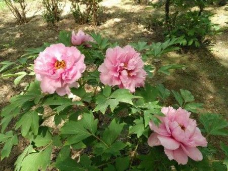 牡丹花,牡丹花图片