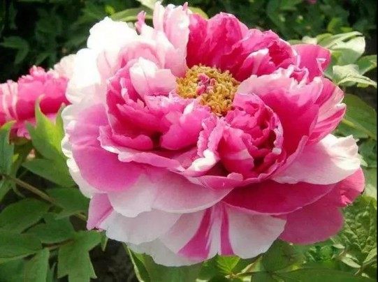 牡丹花,牡丹花图片