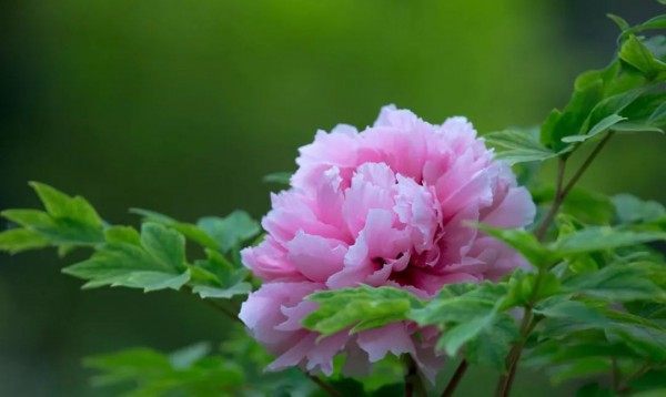 牡丹花,牡丹花图片