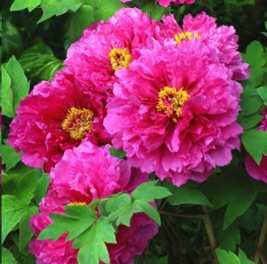 牡丹花,牡丹花图片