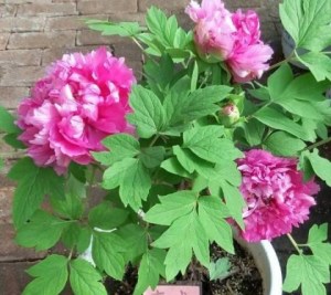牡丹花,牡丹花图片