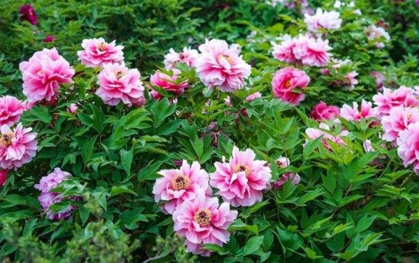 牡丹花,牡丹花图片