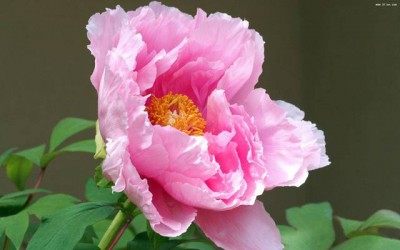 牡丹花,牡丹花图片