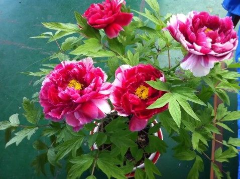 牡丹花,牡丹花图片