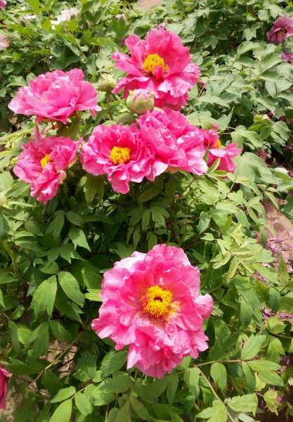 牡丹花,牡丹花图片