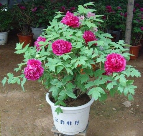 牡丹花,牡丹花图片