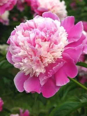 牡丹花,牡丹花图片