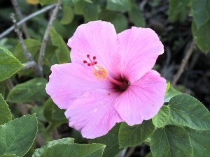 木槿花,木槿花图片