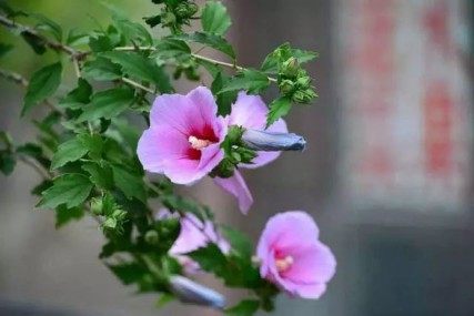 木槿花,木槿花图片