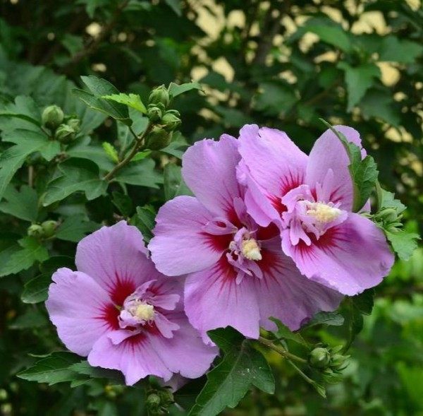 木槿花,木槿花图片
