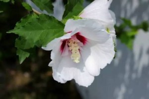 木槿花,木槿花图片