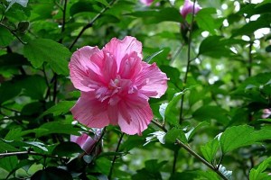 木槿花,木槿花图片
