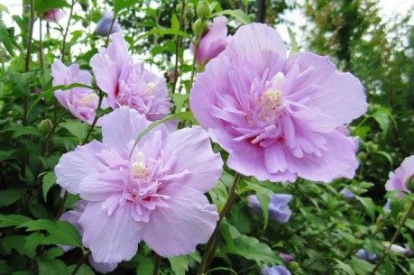 木槿花,木槿花图片