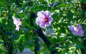 木槿花,木槿花图片
