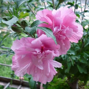 木槿花,木槿花图片