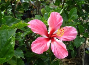 木槿花,木槿花图片