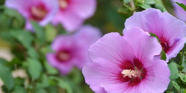 木槿花,木槿花图片