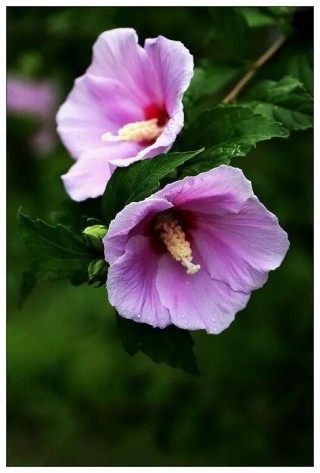 木槿花,木槿花图片