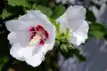 木槿花图片