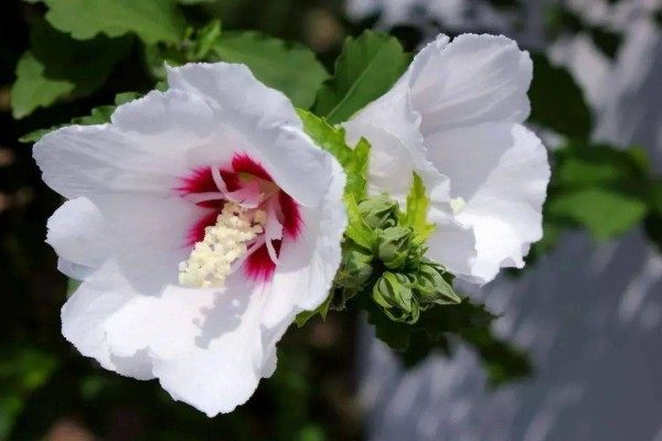 木槿花,木槿花图片