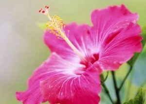 木槿花,木槿花图片