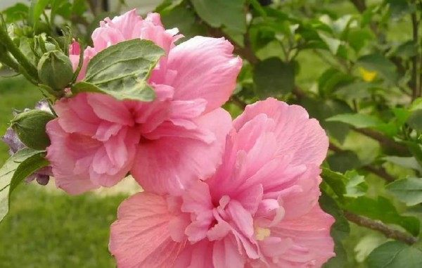 木槿花,木槿花图片