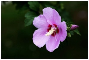 木槿花,木槿花图片
