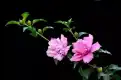 木槿花图片