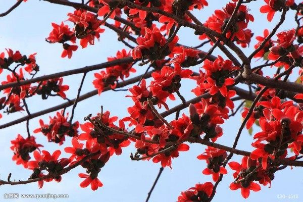 木棉花,木棉花图片