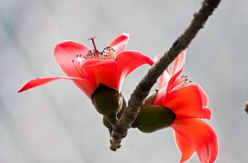 木棉花,木棉花图片
