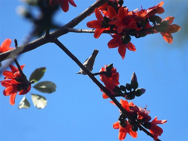 木棉花,木棉花图片