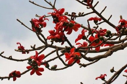 木棉花,木棉花图片