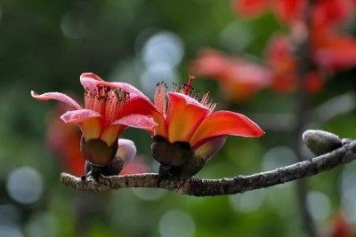 木棉花,木棉花图片