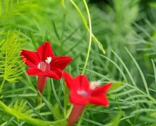 茑萝,茑萝图片