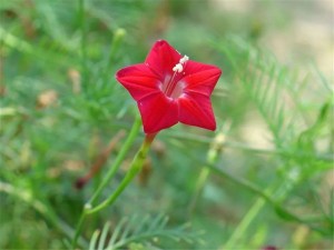 茑萝,茑萝图片