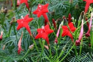 茑萝,茑萝图片