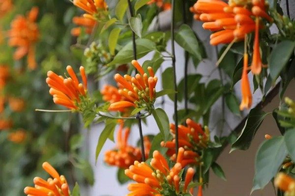 炮仗花,炮仗花图片