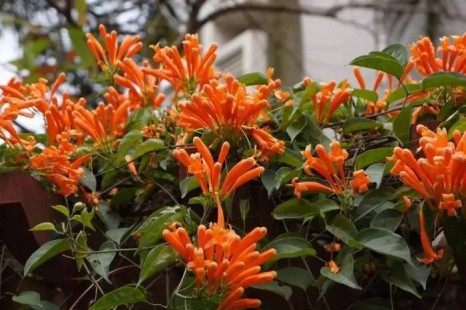 炮仗花,炮仗花图片