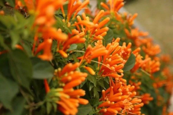 炮仗花,炮仗花图片