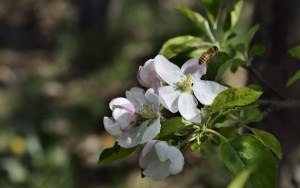 苹果花,苹果花图片