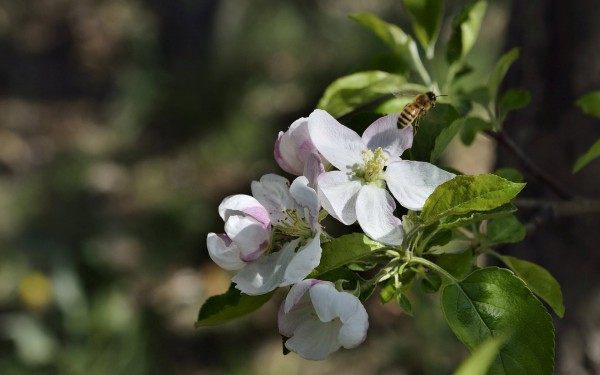 苹果花,苹果花图片